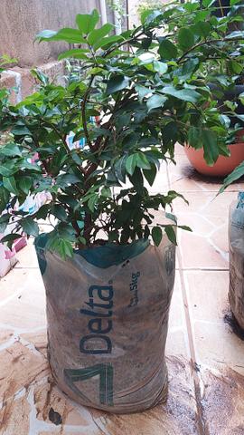 Mudas de Jaboticaba - Foto 4