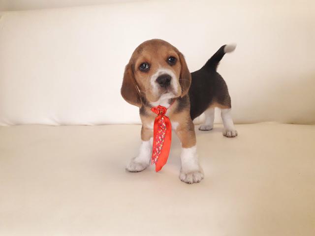 Beagle - Foto 3