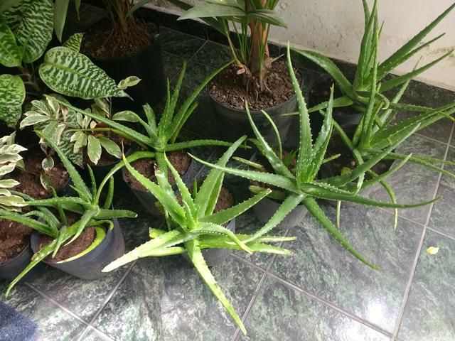 Plantas : Jabuticabeira, Palmeira Laca vermelha, Babosa, Dracena e Palmeira Phafia - Foto 4