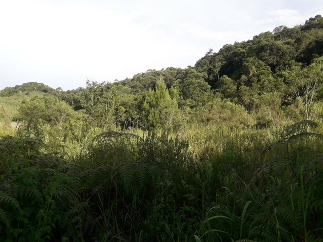 Chácara com 2 alqueires Barra santa rita/Campo magro - Foto 5