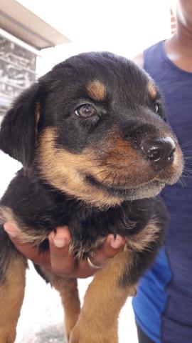 Rottweiler - Foto 2