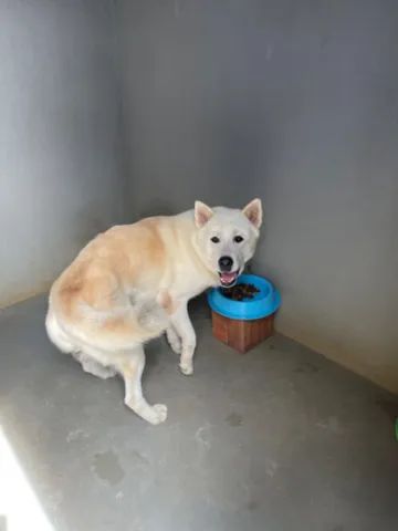 Akita Inu Vermelho Adulto - Foto 4