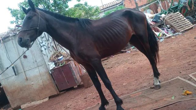 Cavalo de carroça  - Foto 4