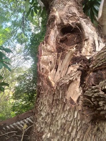 corte e poda de arvores - Foto 4