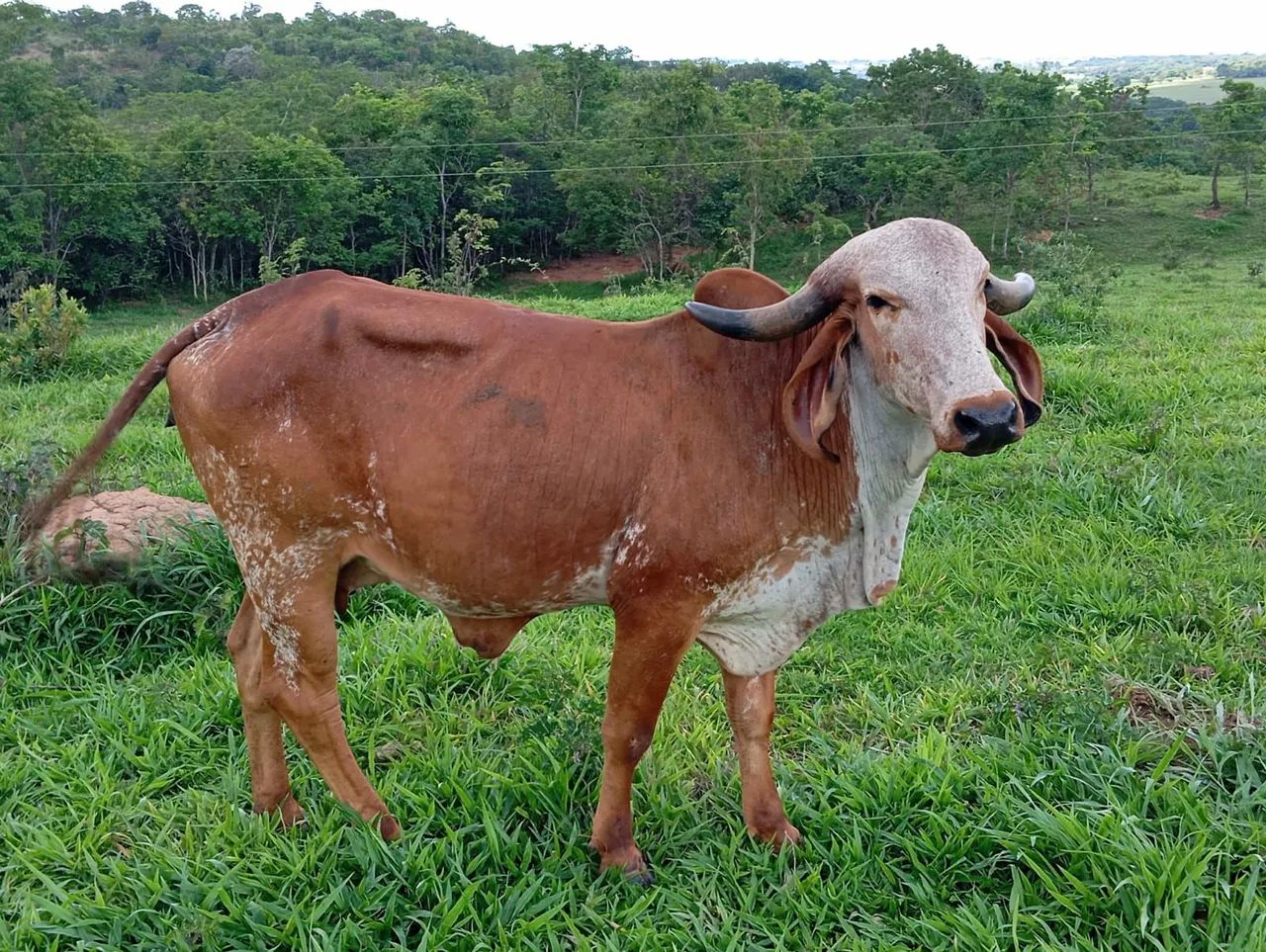 Touro e Novilhas Gir Leiteiro 