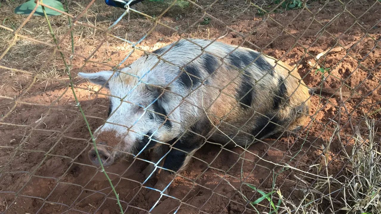 Vende- se casal de suinos, 6,00 o kg vivo ou troca por carreta trator  pequena - Animais para agropecuária - Santo Expedito 1324231379 | OLX