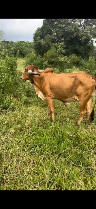 Novilhas, bezerros, Garrotes R$ 300@ - CRIA ABATE LEITE - Foto 3