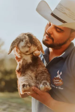 PÁSCOA - Coelho Mini Lop Uruguaio