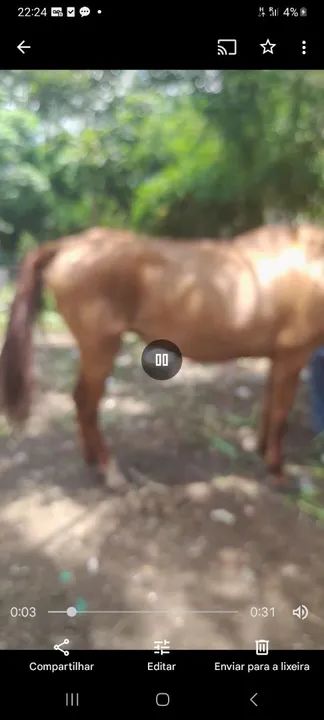 Egua  Mangolina - Foto 3