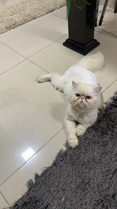 GATO PERSA PARA CRUZAR