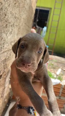 Olx weimaraner sales