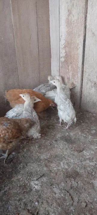 Angolinhas, perú, patos e marecos  - Foto 4