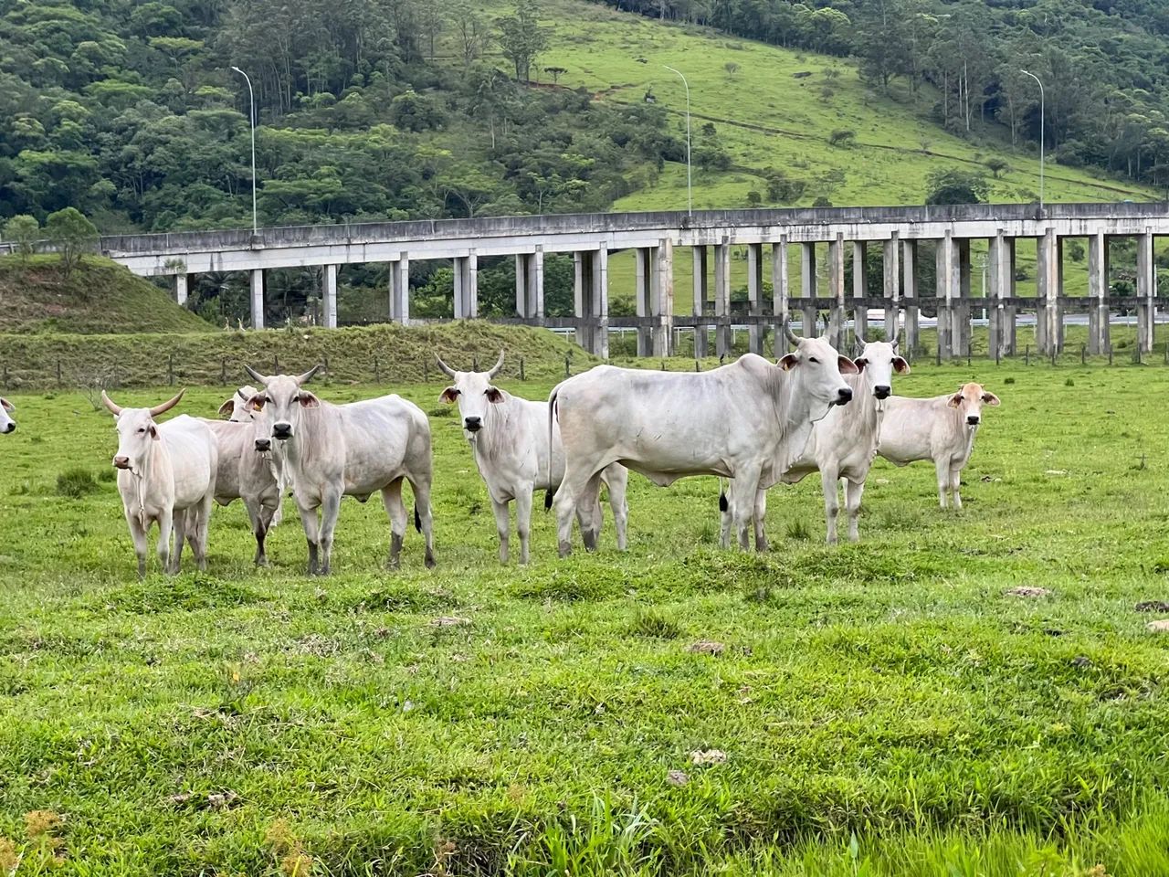 Novilhas e vacas brahman/nelore 