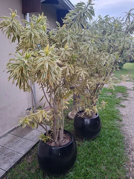 2 Vasos com Pleomele grande - Foto 3