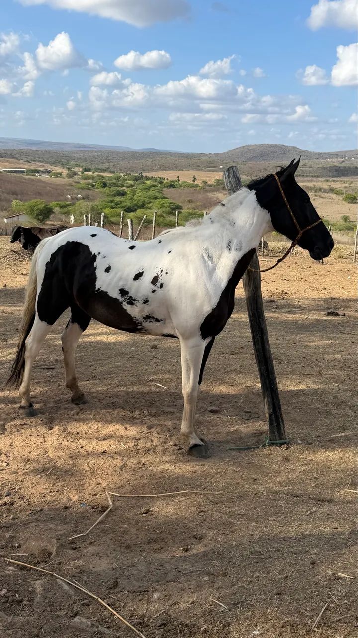 Cavalo Mangalarga  - Foto 3