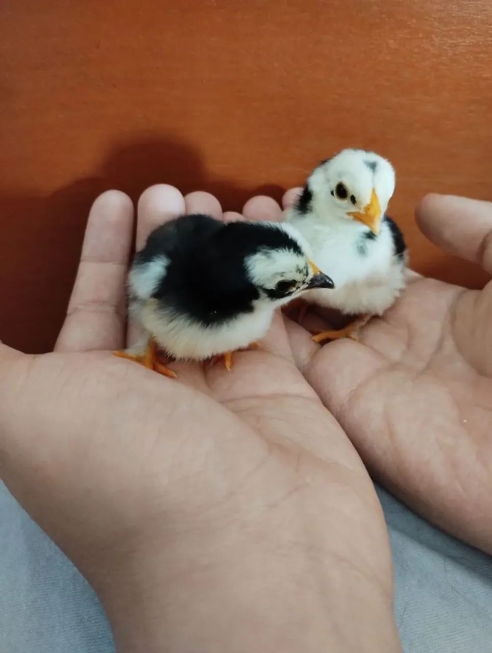 VENDO PINTINHO DE MINI GALINHA  - Foto 4
