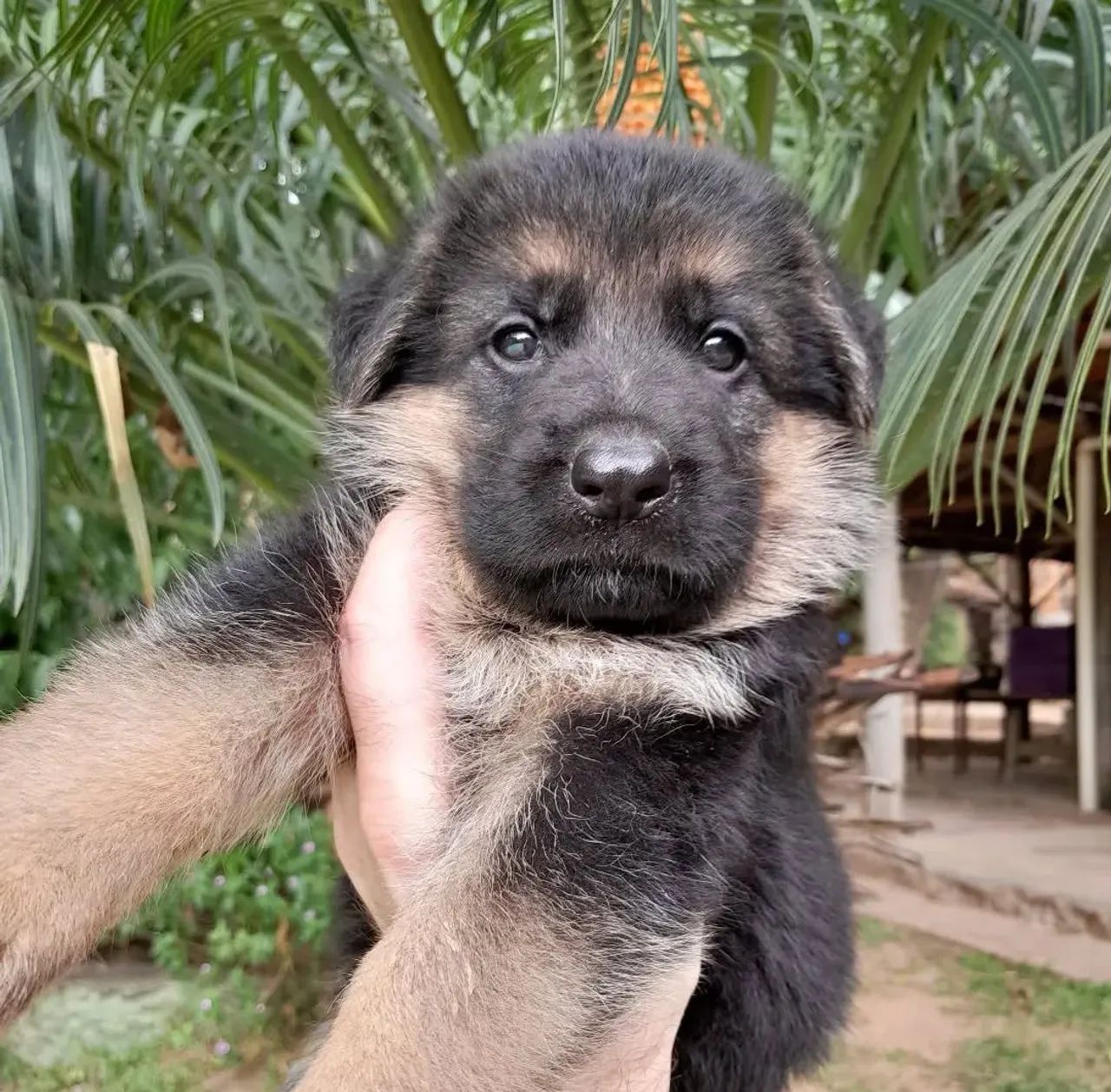 Filhotes de Pastor Alemão - Foto 2