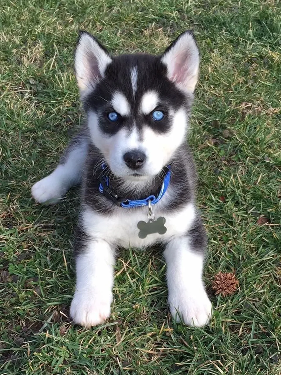 Filhote de Husky Siberiano com Olhos Azuis