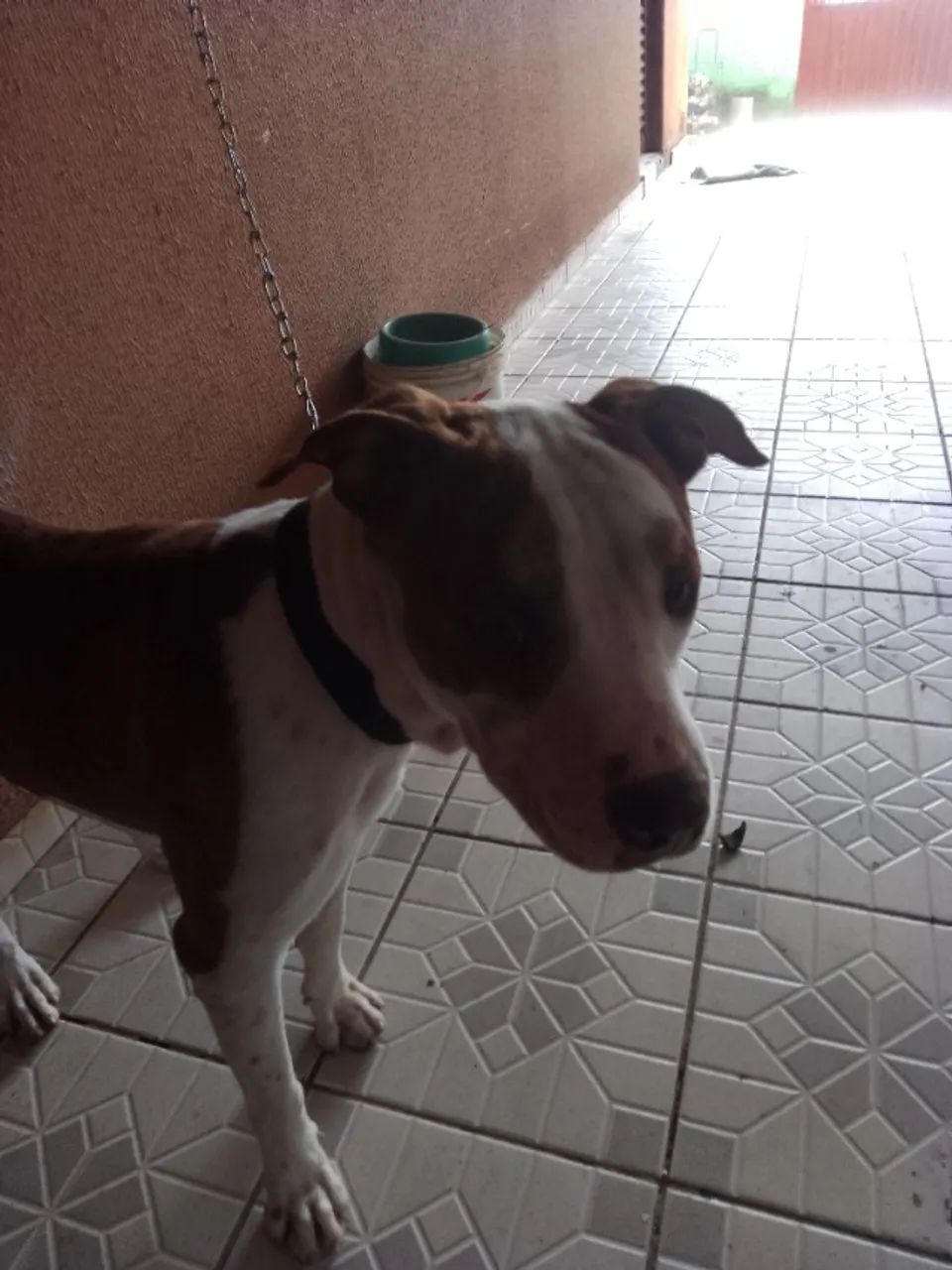 Doação de Pitbull