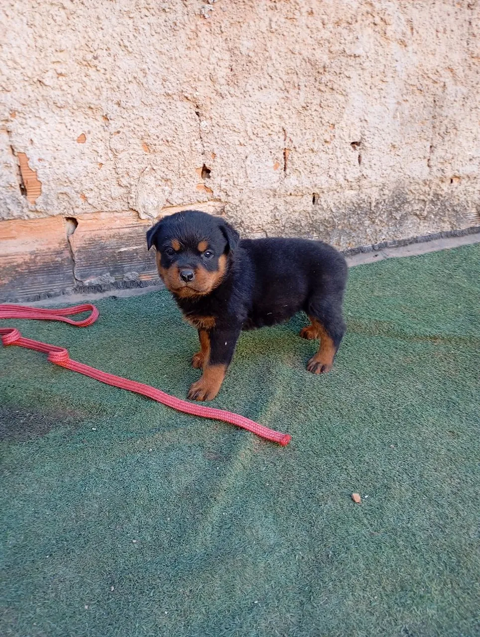 Filhote de Rottweiler disponível para venda ...