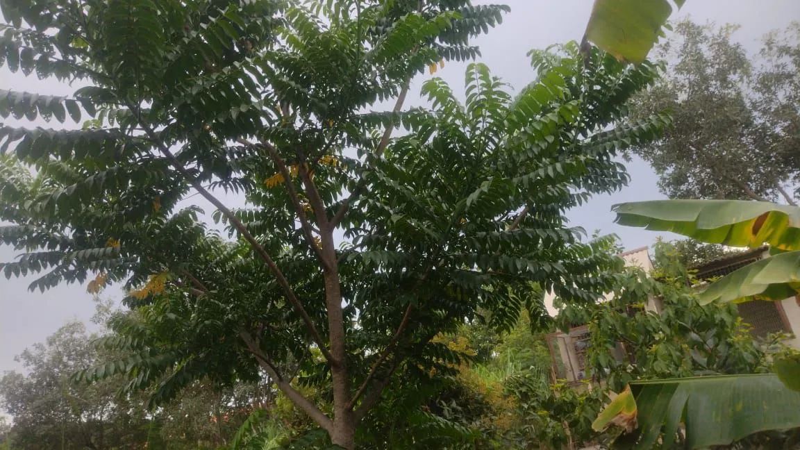 Chácara com preço de oportunidade!!! - Foto 13