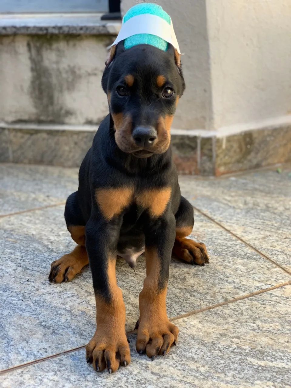 Filhotes de DOBERMAN 