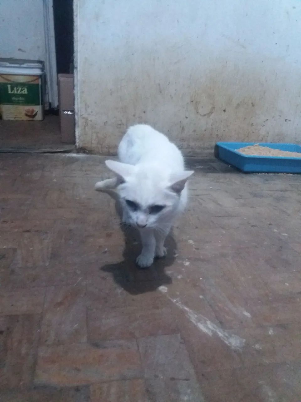 Gato branco disponível para adoção - Foto 2
