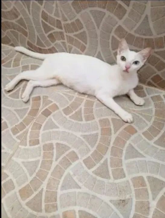 Gata branca com Heterocromia 