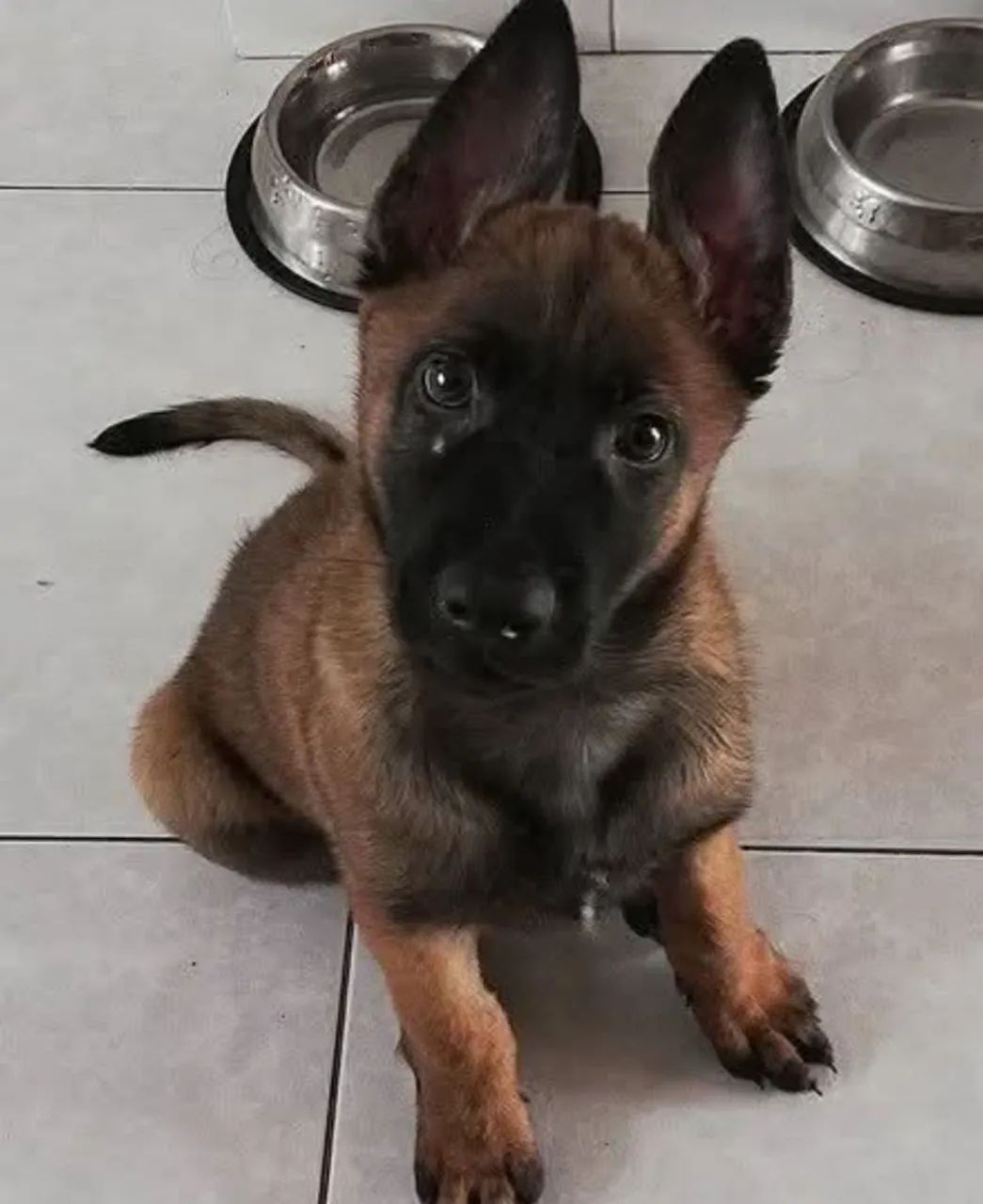 Filhote de Pastor Belga Malinoar 