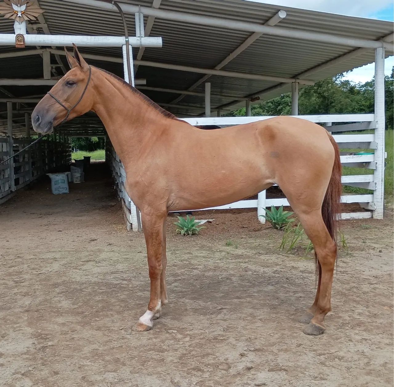 Égua baia campolina - Foto 3