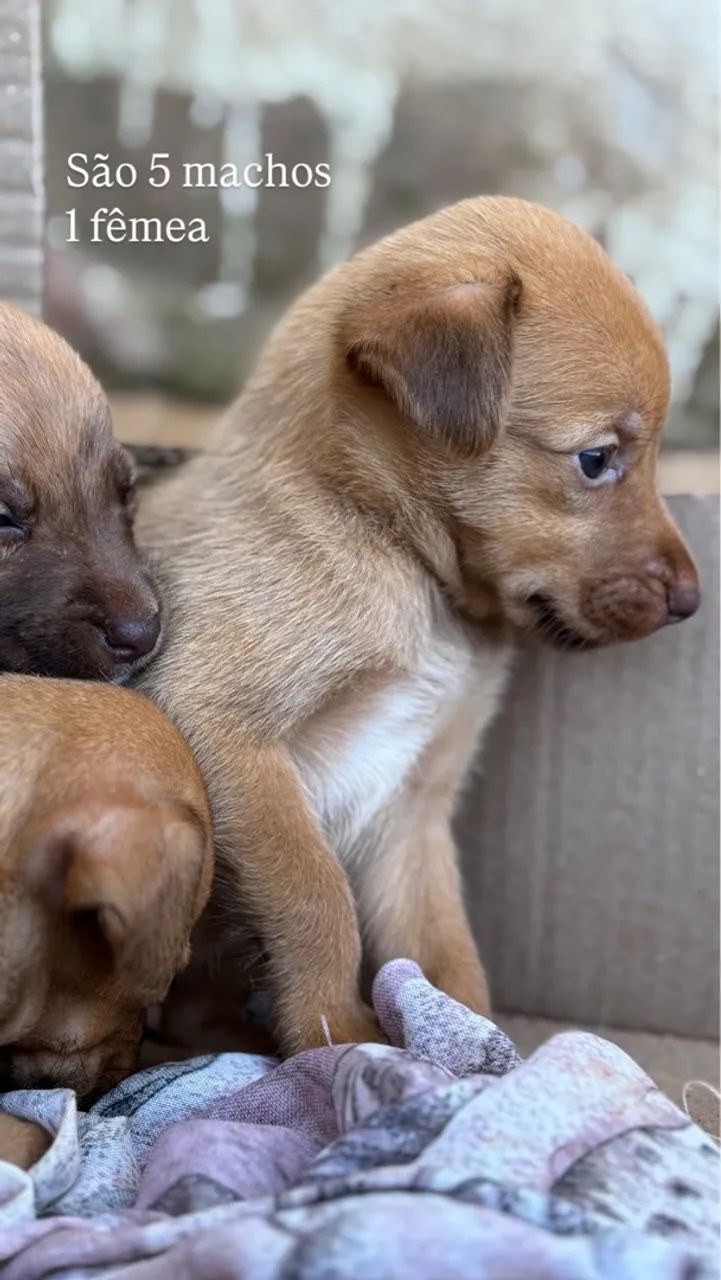 Filhotes de cachorro