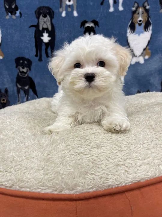 Maltês sem lagrima acida, super pequenos e com excelente saúde  - Foto 2