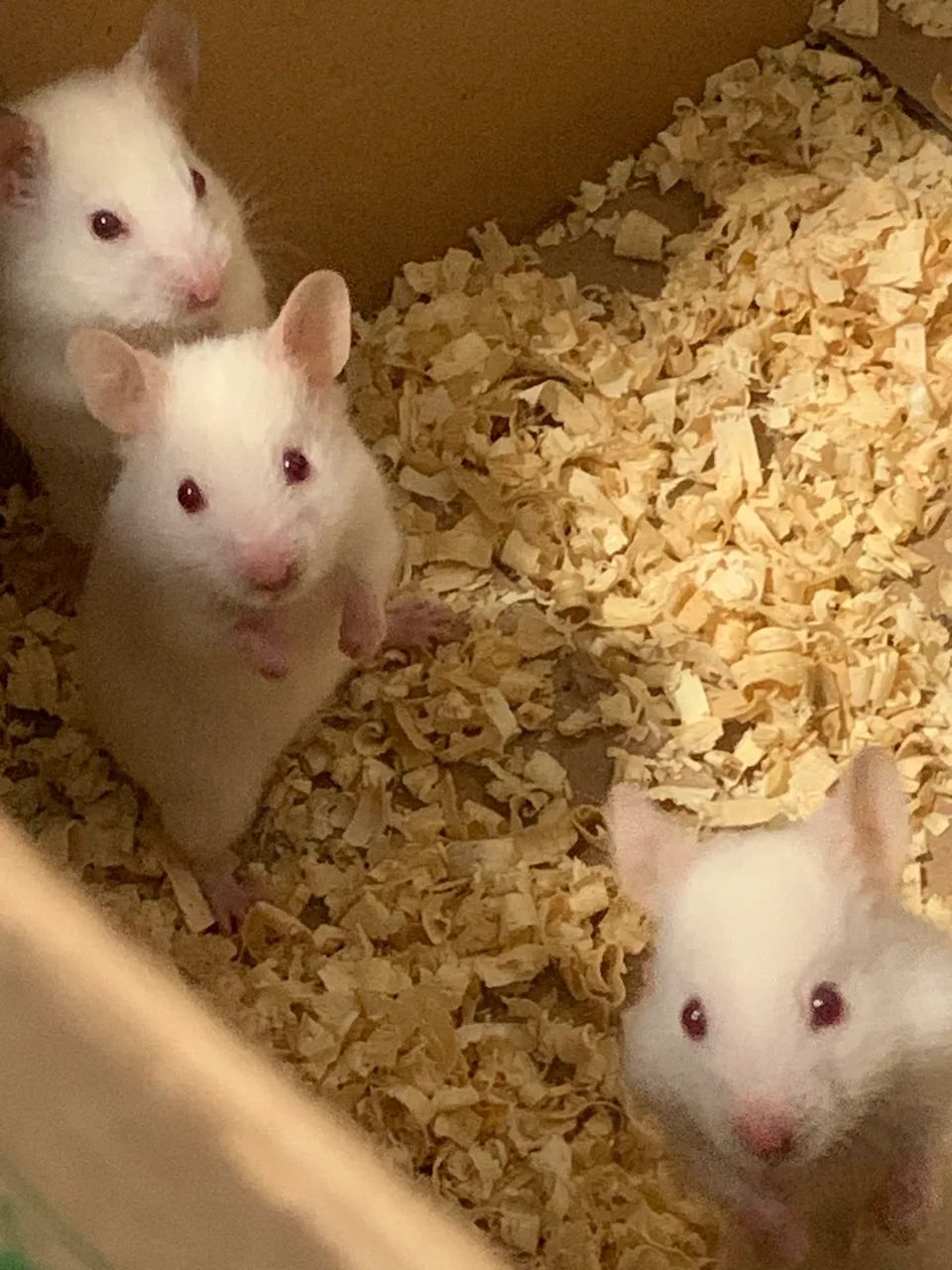 Hamsters sírios lindos  - Foto 2