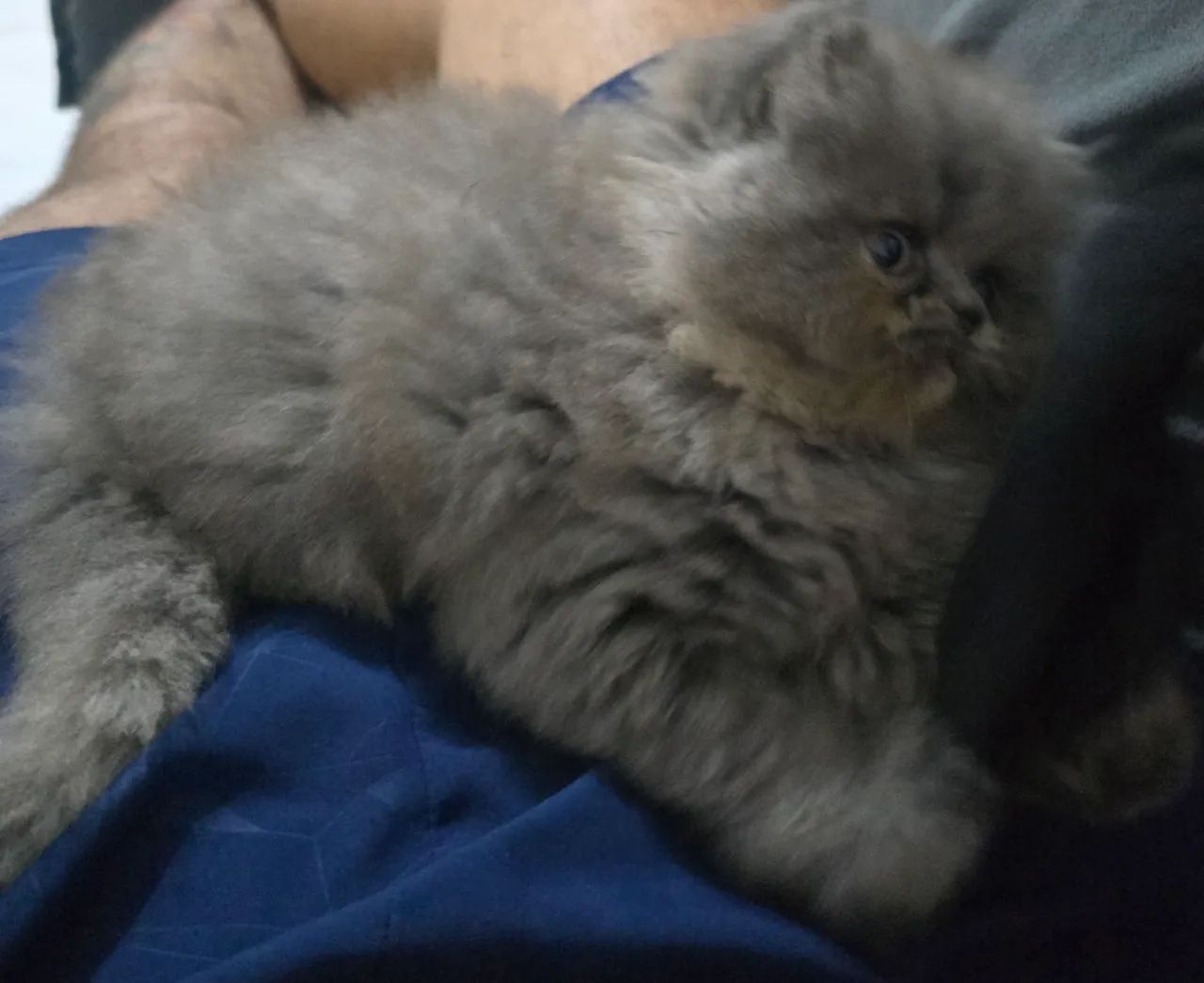 Linda Gatinja Persaà Venda  - Foto 2