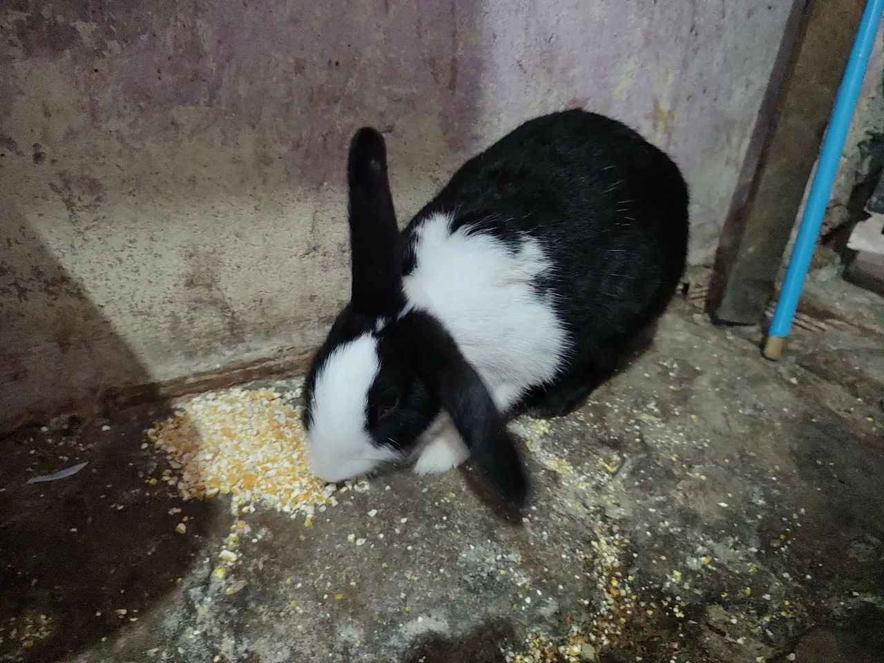 Vende-se Coelhos  - Foto 2