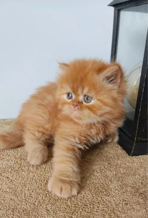 Os mais lindos ruivos ?! Persa com pedigree 