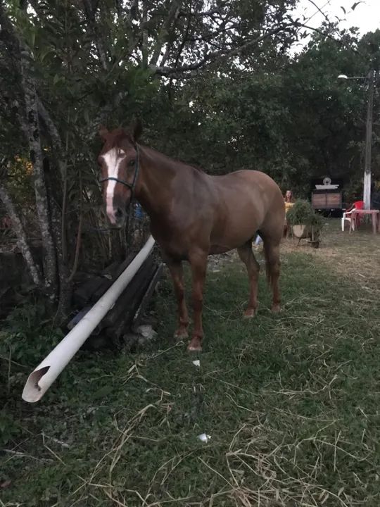Égua meio sangue - Foto 3