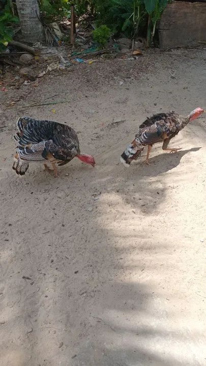 Peru para venda - Foto 4