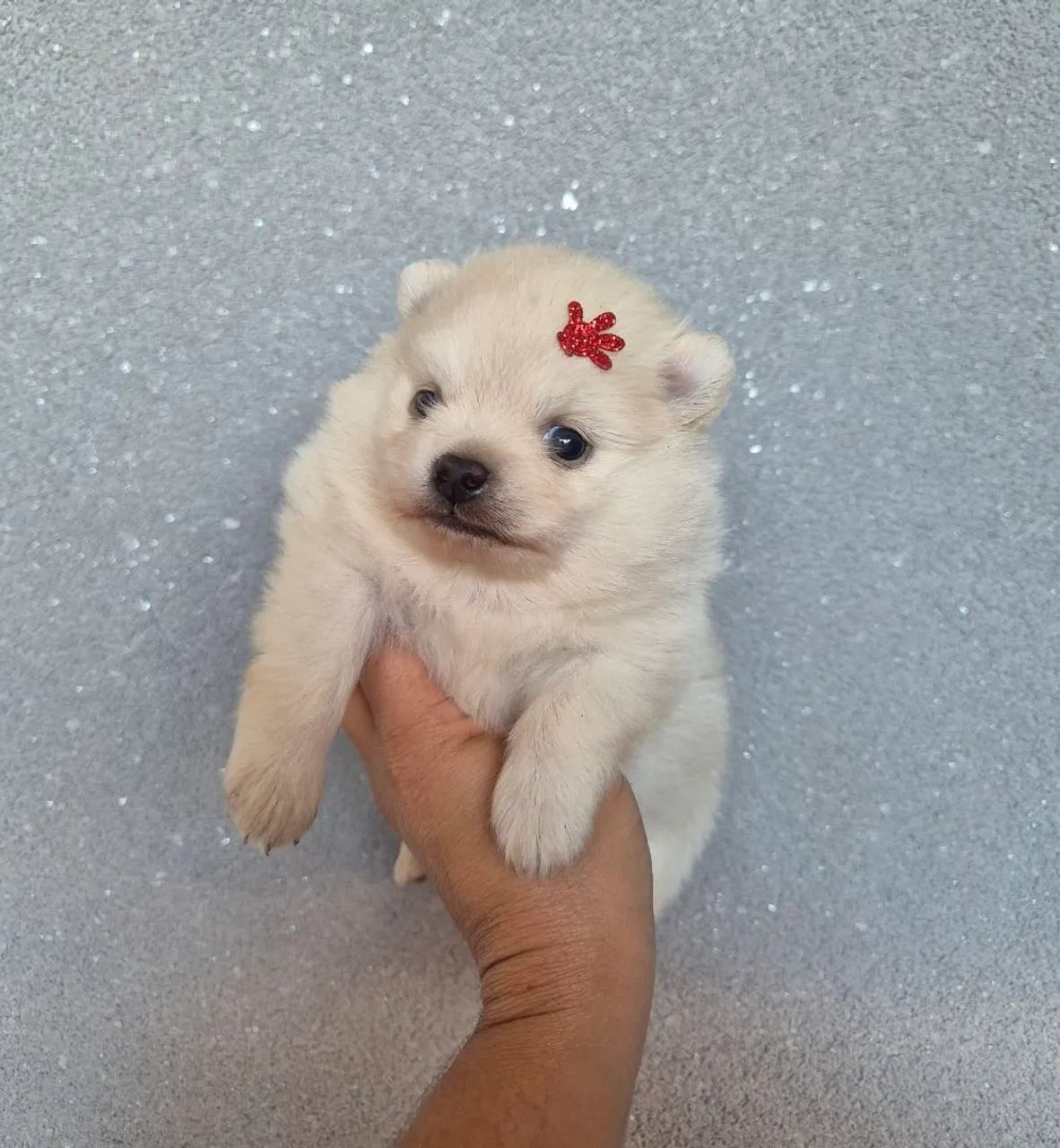 Filhote Spitz Alemão Fofo com Laço - Foto 2