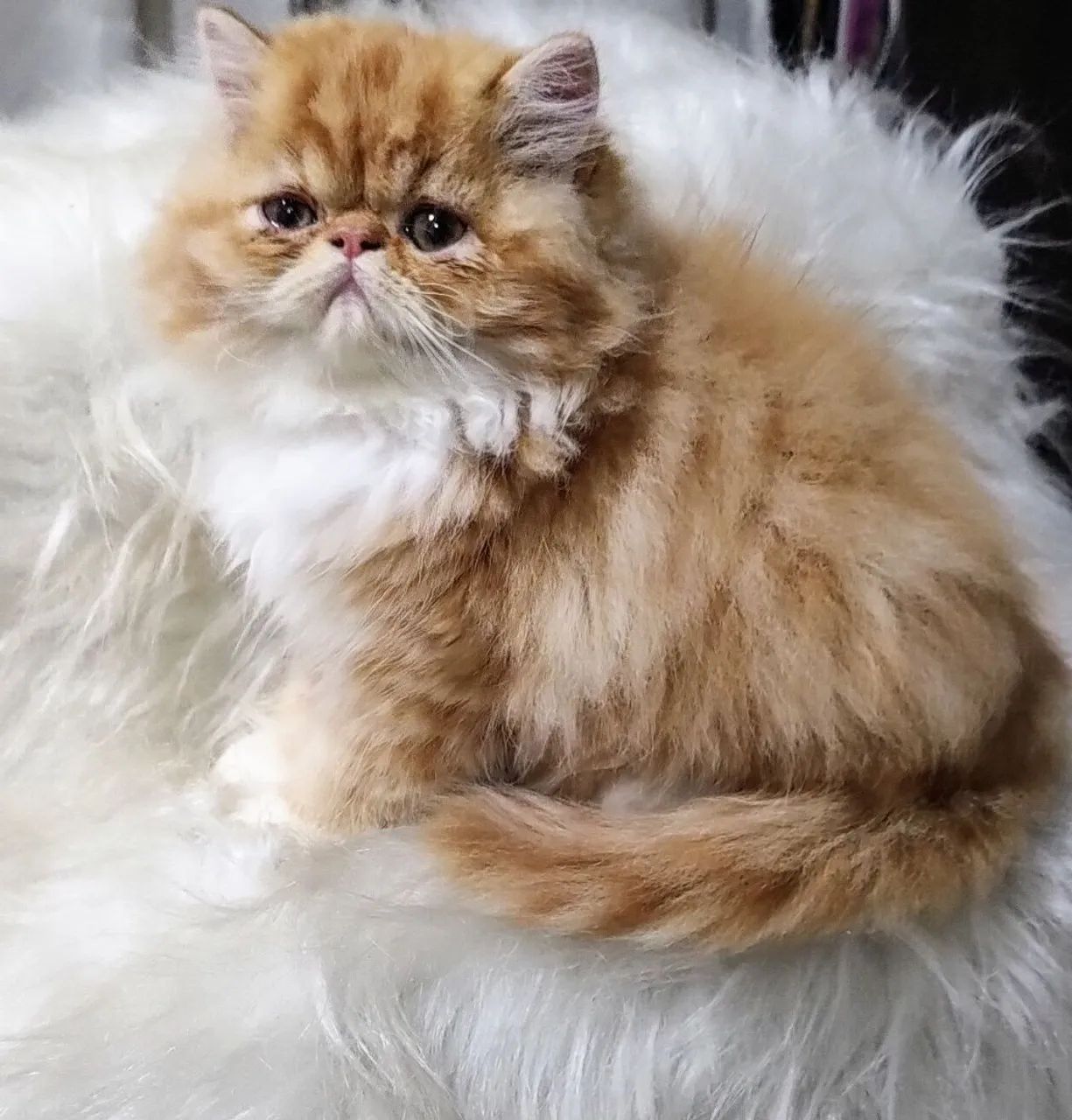 Gatinho persa Lindo I