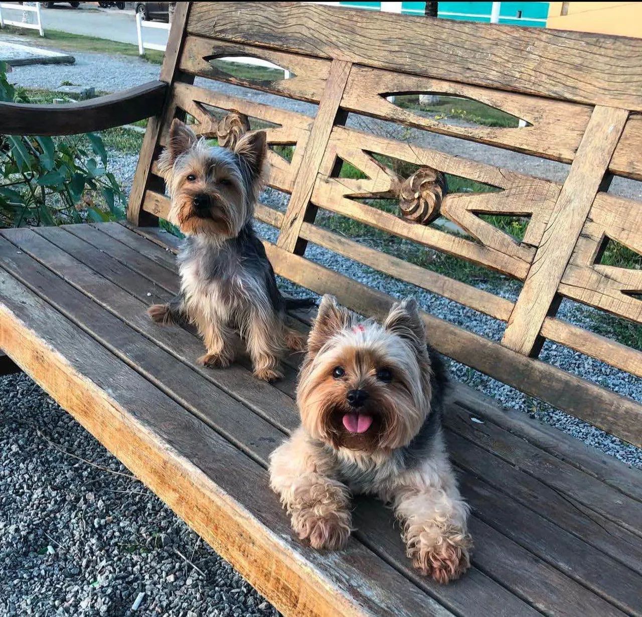 Filhote Yorkshire Yorkshire Terrier Olx Filhotes Yorkshire Terrier