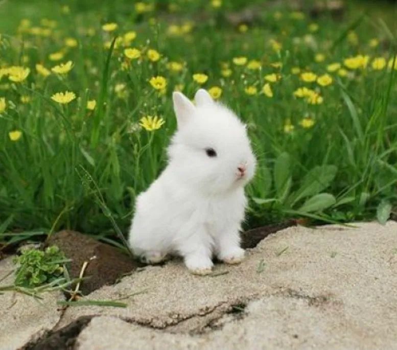 Coelho Mini Anão Netherland dwarft hotot Olhos Azuis ,Várias cores 