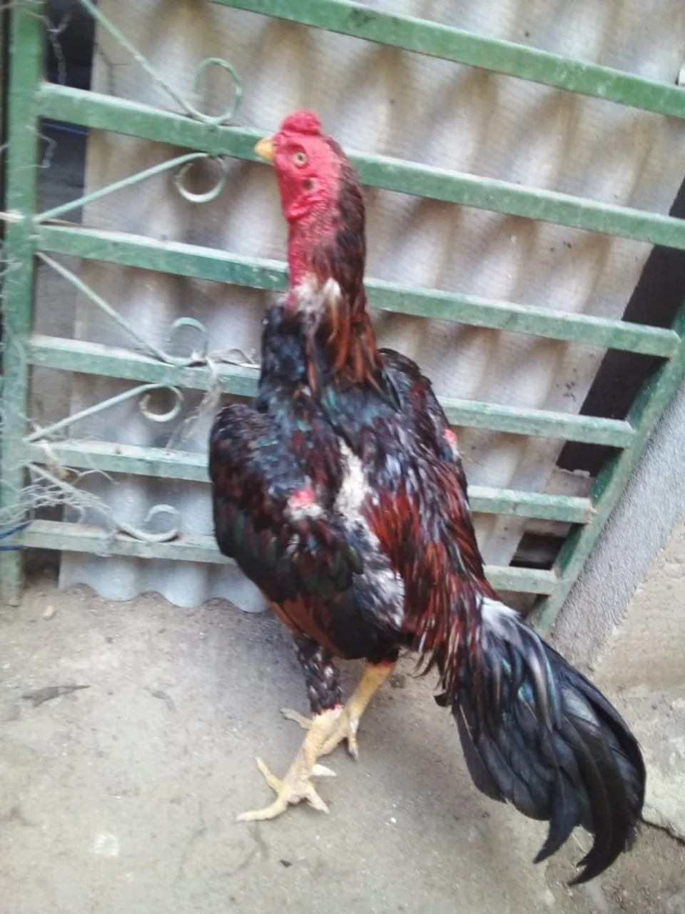 Galo carioca