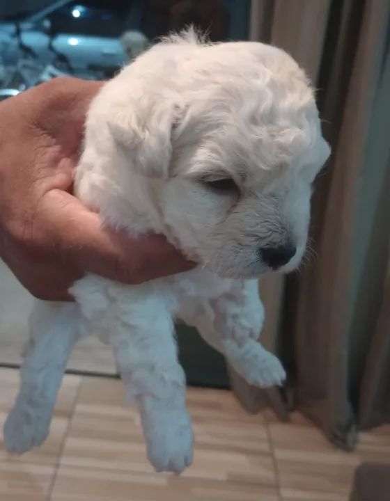 Filhote de Poodle Macho