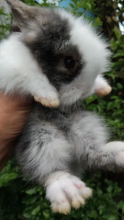 Coelhinho fofinho mini Teddy Dwerg 