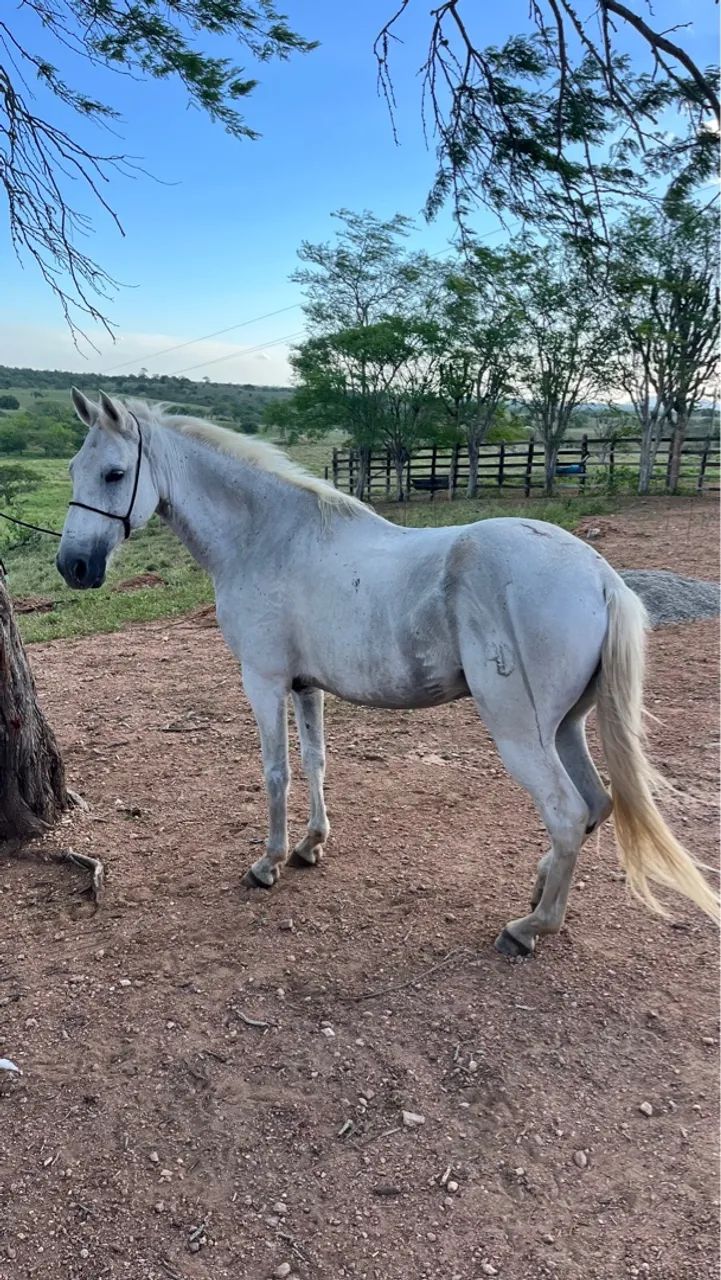 Cavalo Marcha picada  - Foto 2