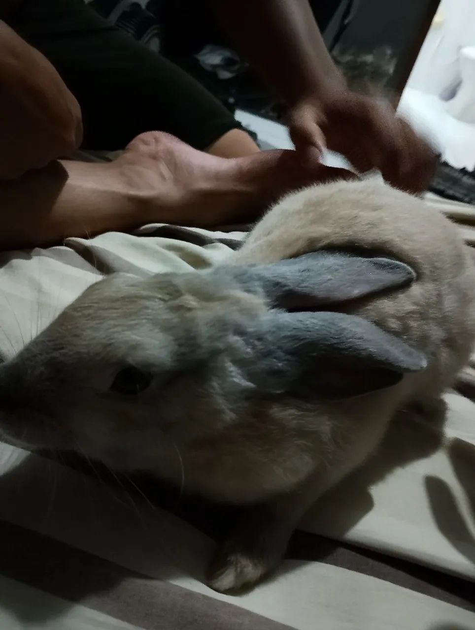 Coelho fofinho para adoção - Foto 4