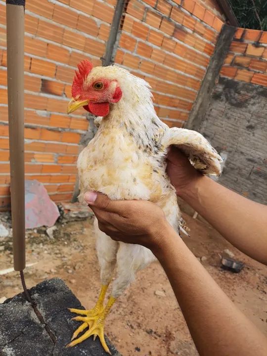 Galo / Frango Caipira - Foto 3