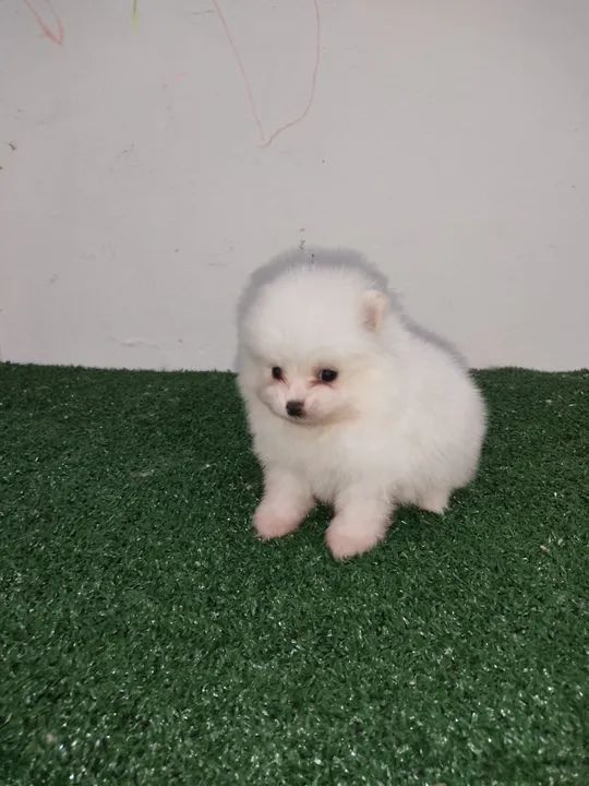 Filhote de Spitz Alemão