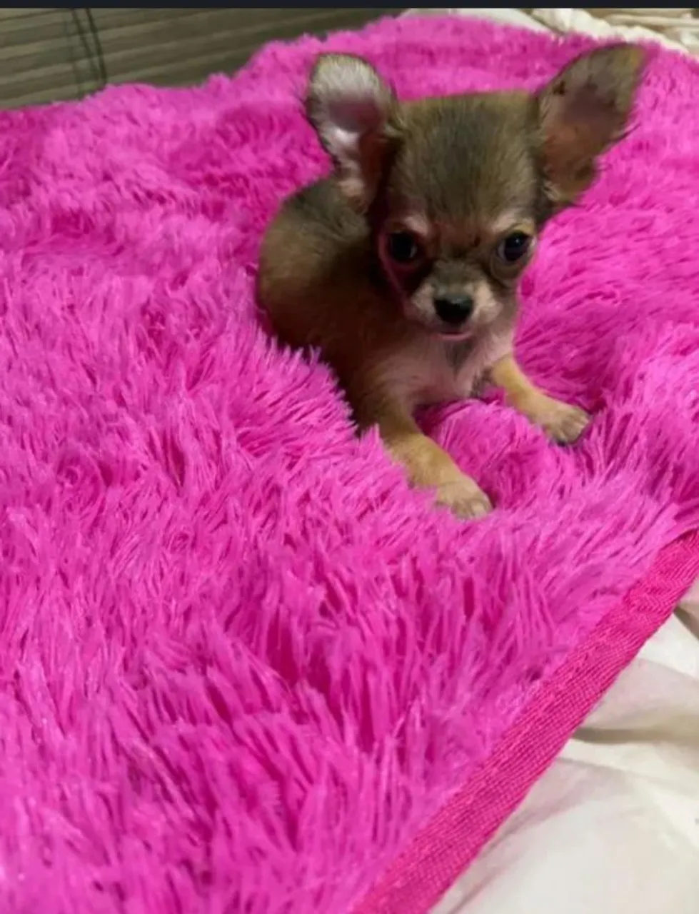 Chihuahua macho lindao